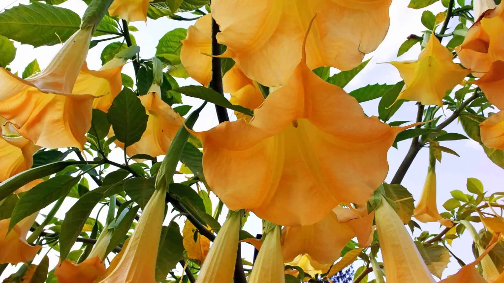Yellow Trumpet Flower