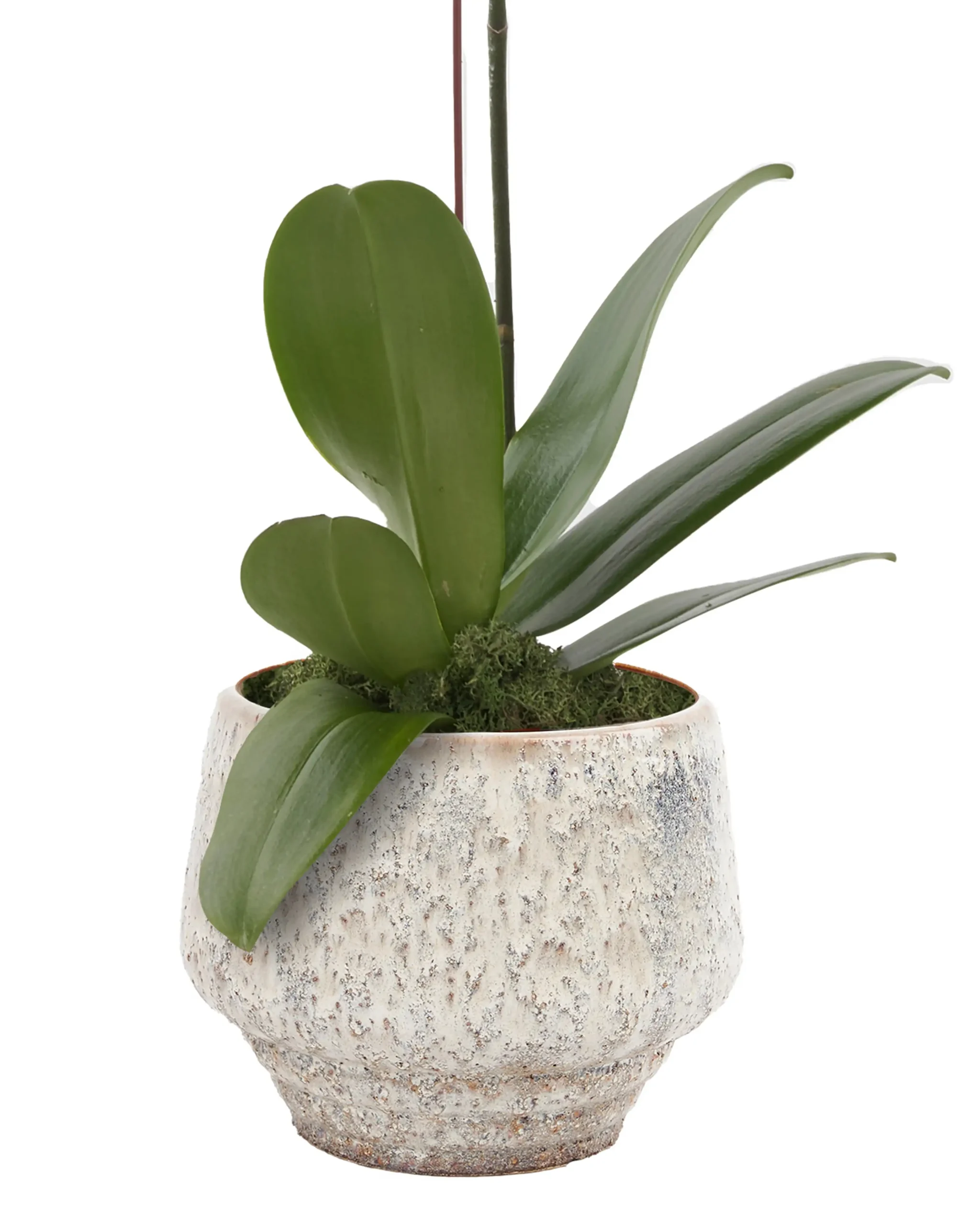 White Sensation Details 18 June 2025 White Sensation Details 18 June 2025