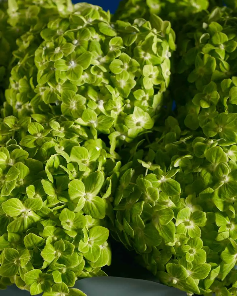 APPLE DAPPLE IMPRESSIVE 2 APPLE DAPPLE IMPRESSIVE 2