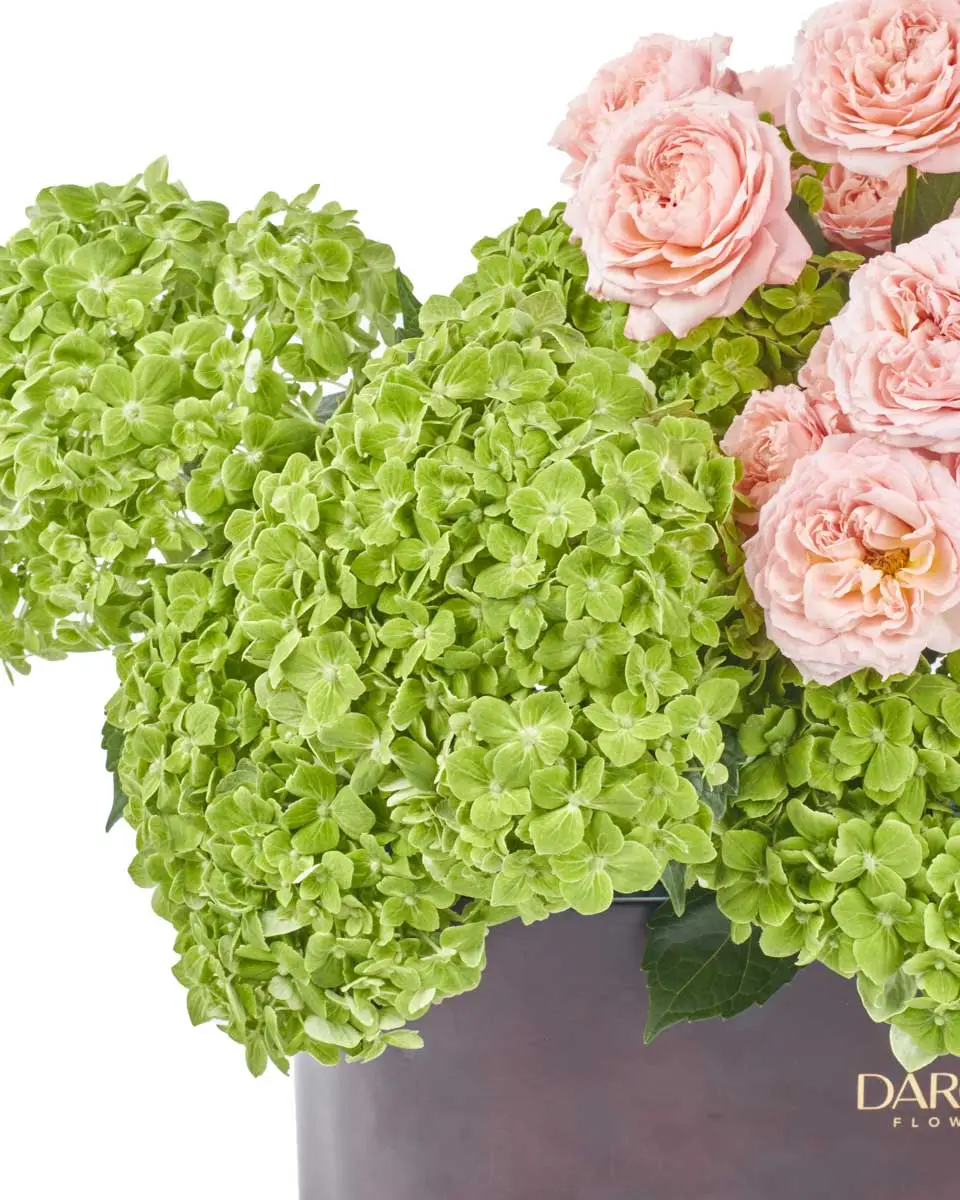 Amazement3 Amazement3