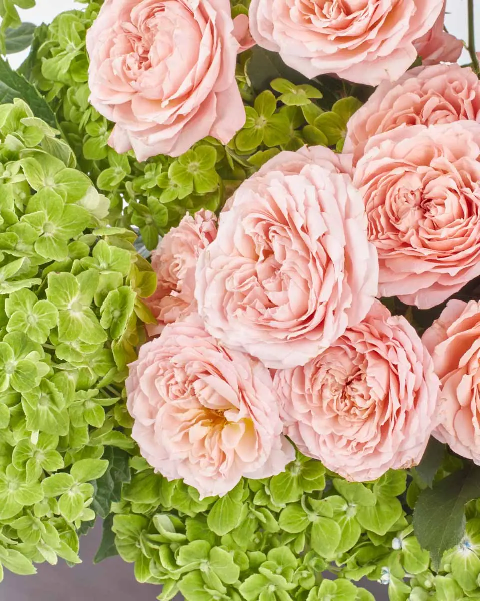 Amazement4 copy Amazement4 copy