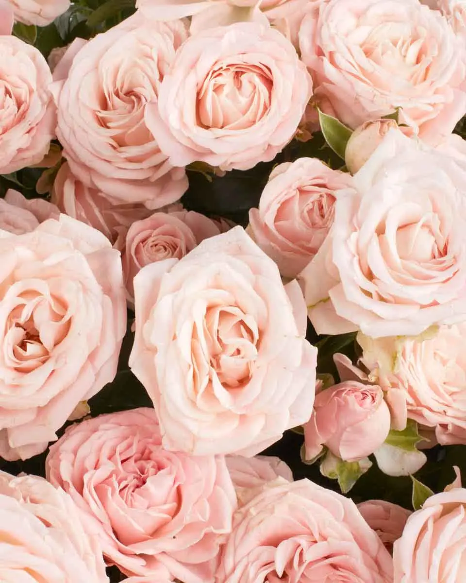 BLUSHING BEAUTY Close 29 Oct 2024 BLUSHING BEAUTY Close 29 Oct 2024