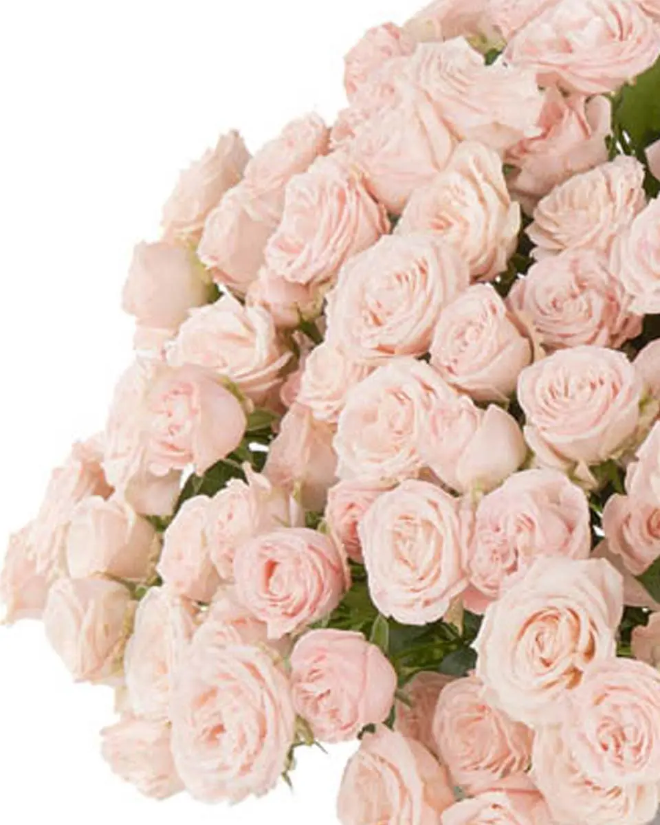 BLUSHING BEAUTY Side 29 Oct 2024 BLUSHING BEAUTY Side 29 Oct 2024