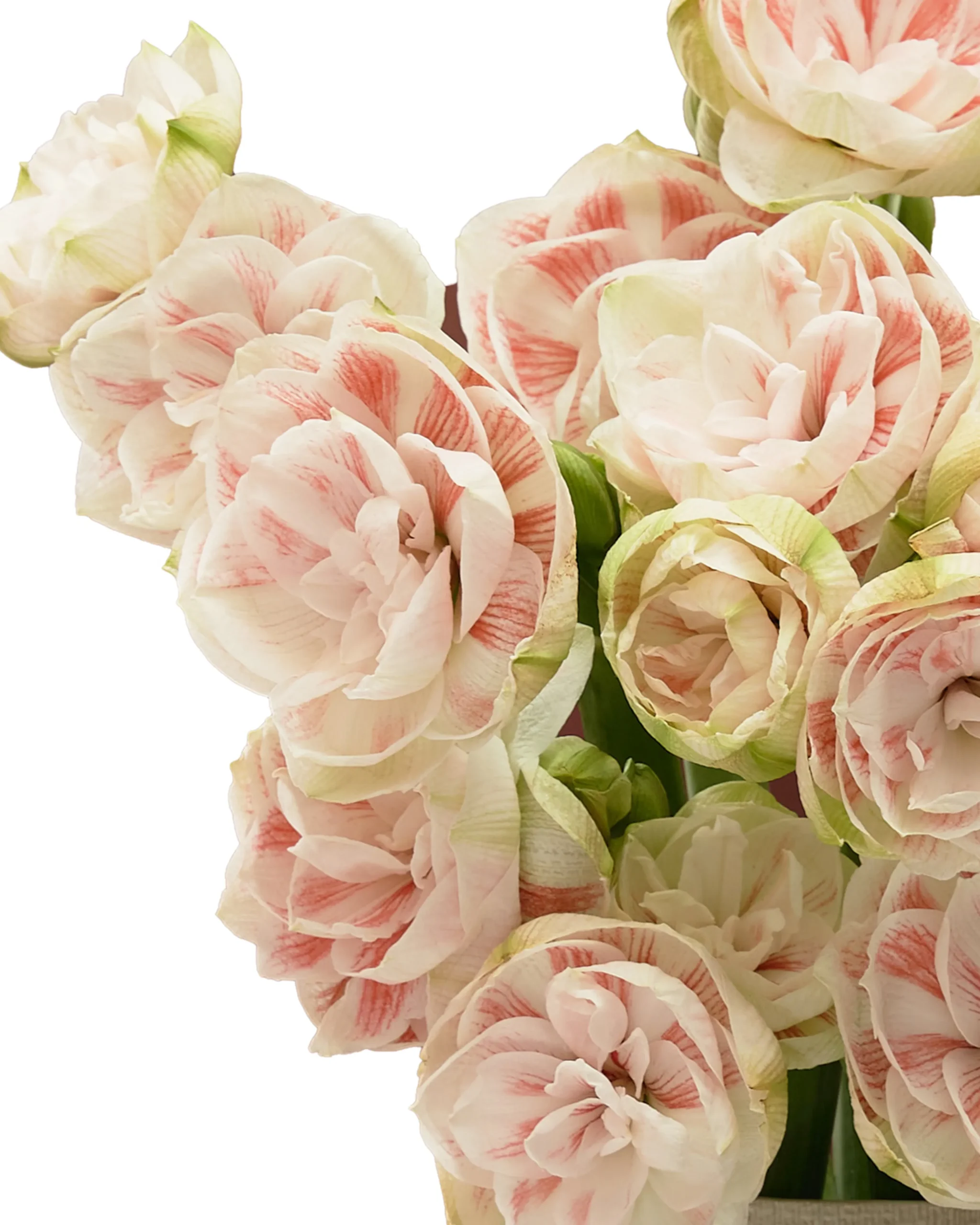 LOVELY AMARYLLIS detail 2 scaled 1 LOVELY AMARYLLIS detail 2 scaled 1