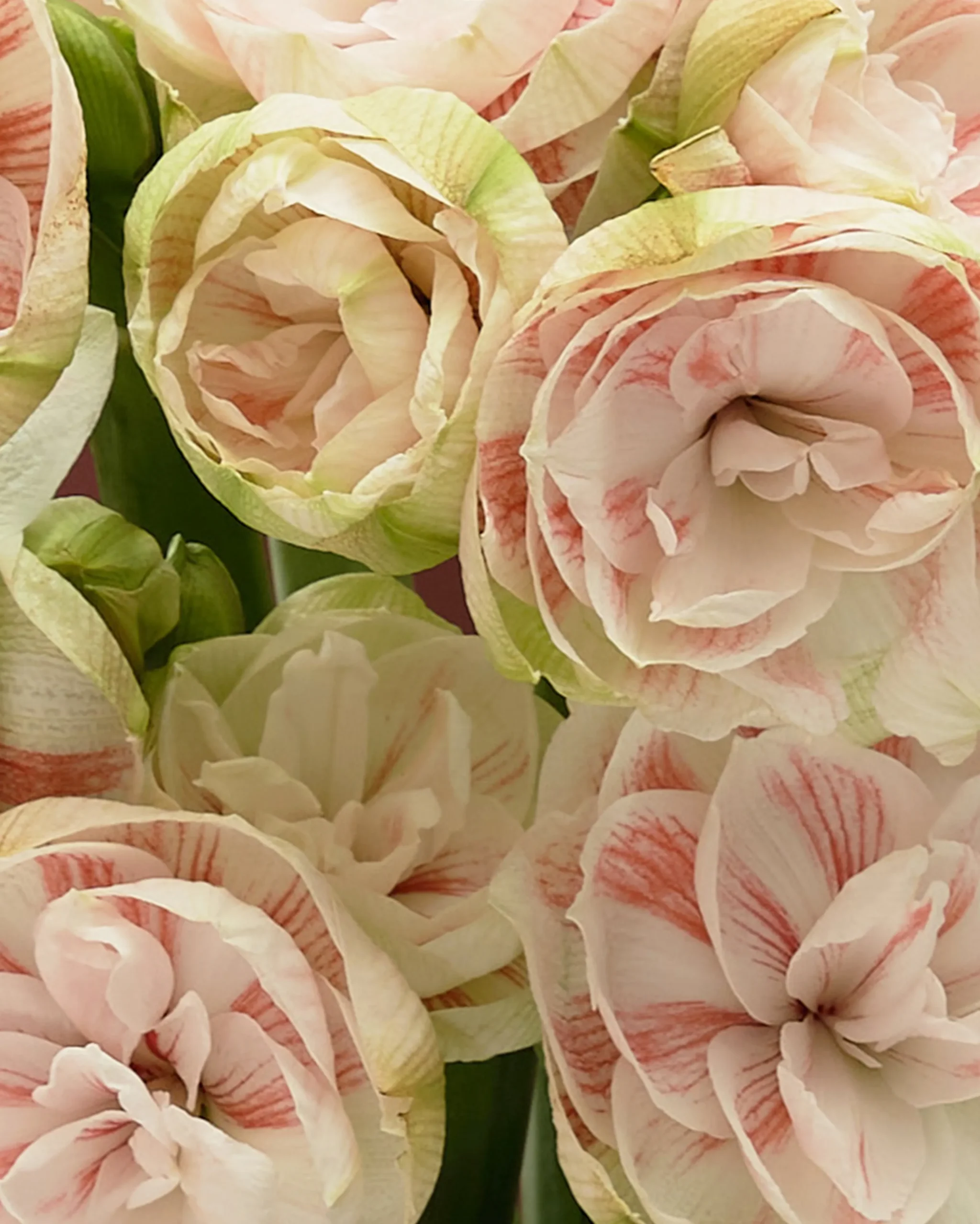 LOVELY AMARYLLIS detail 3 scaled 1 LOVELY AMARYLLIS detail 3 scaled 1