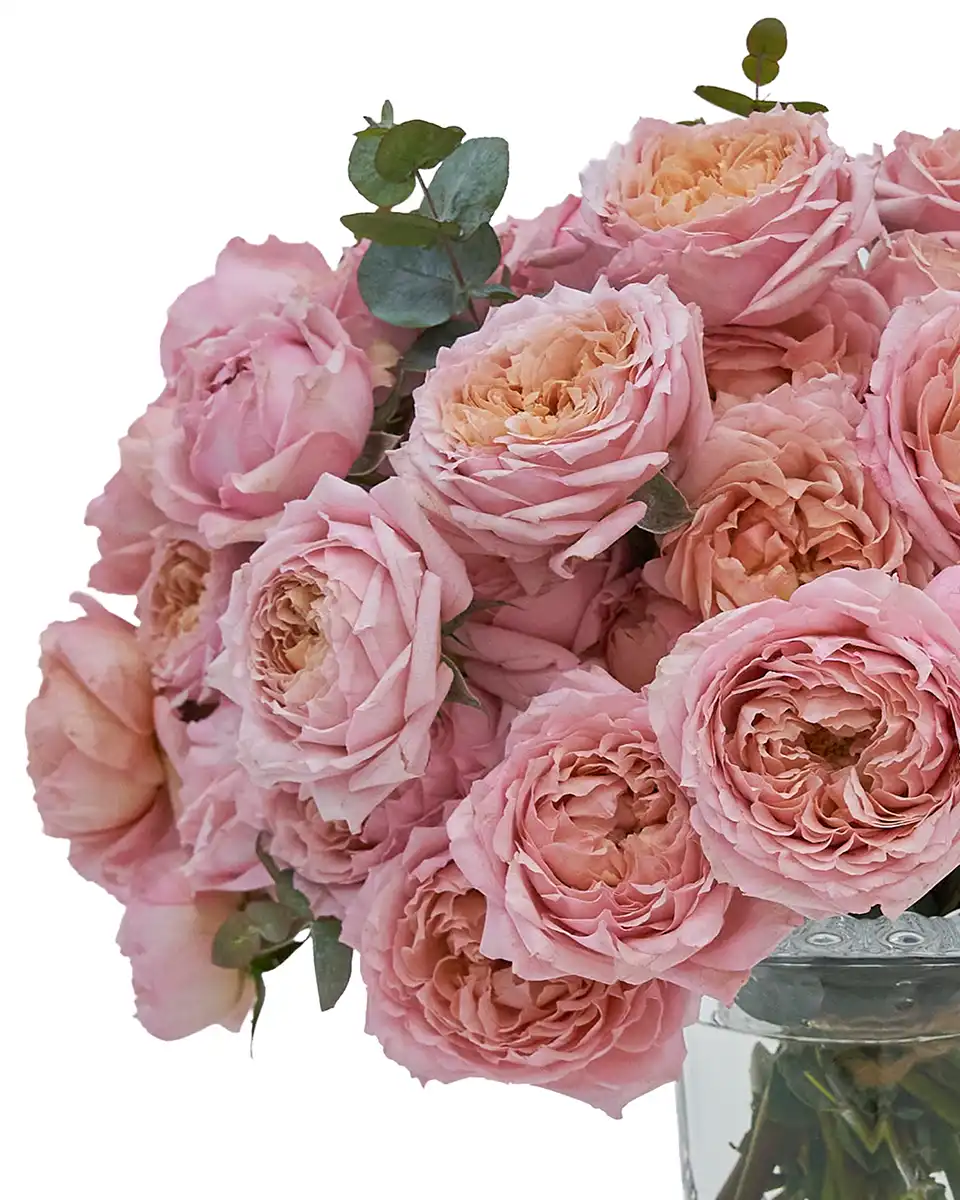 Peach In Love Small 2026 Details Peach In Love Small 2026 Details