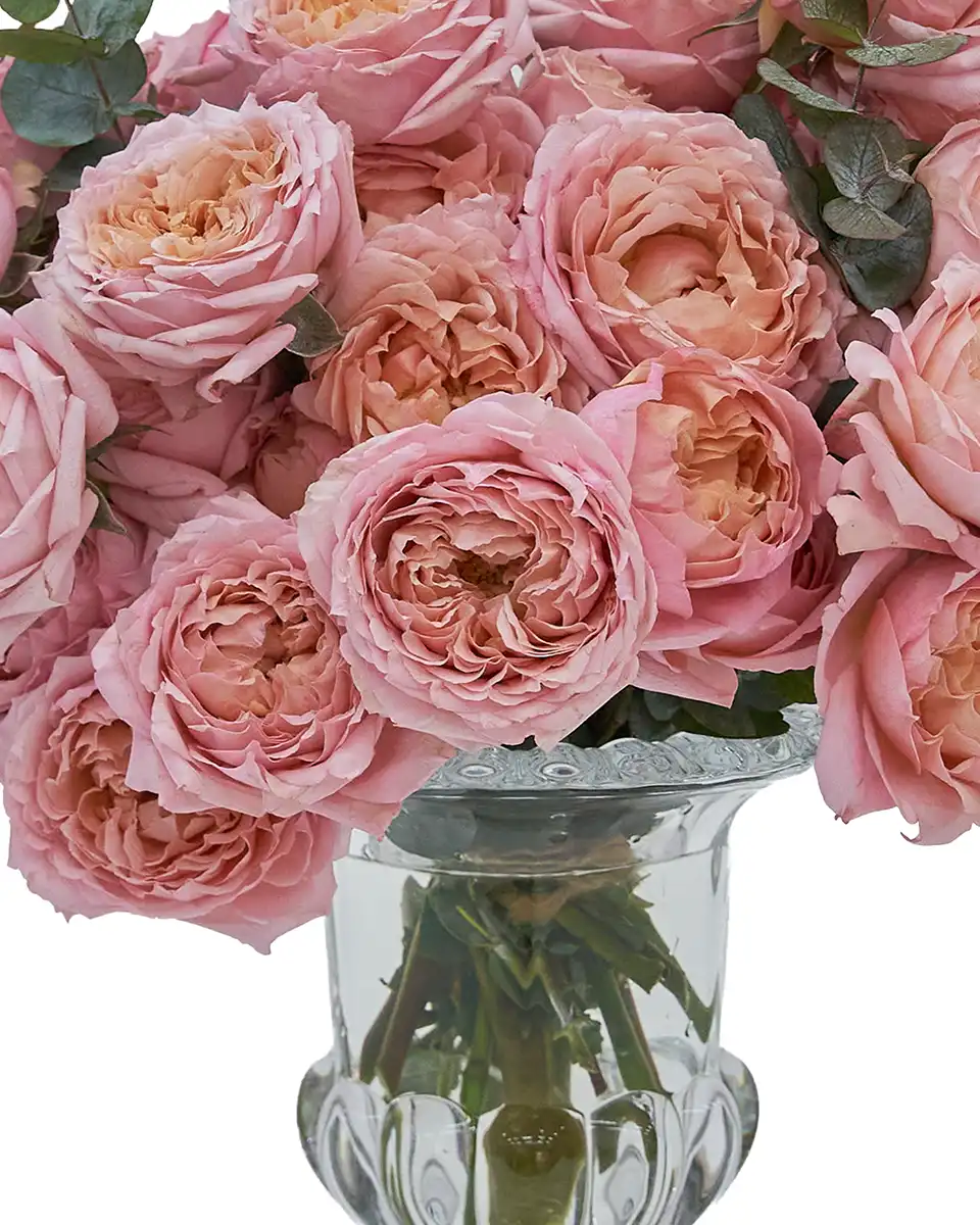 Peach In Love Small 2026 Details2 Peach In Love Small 2026 Details2