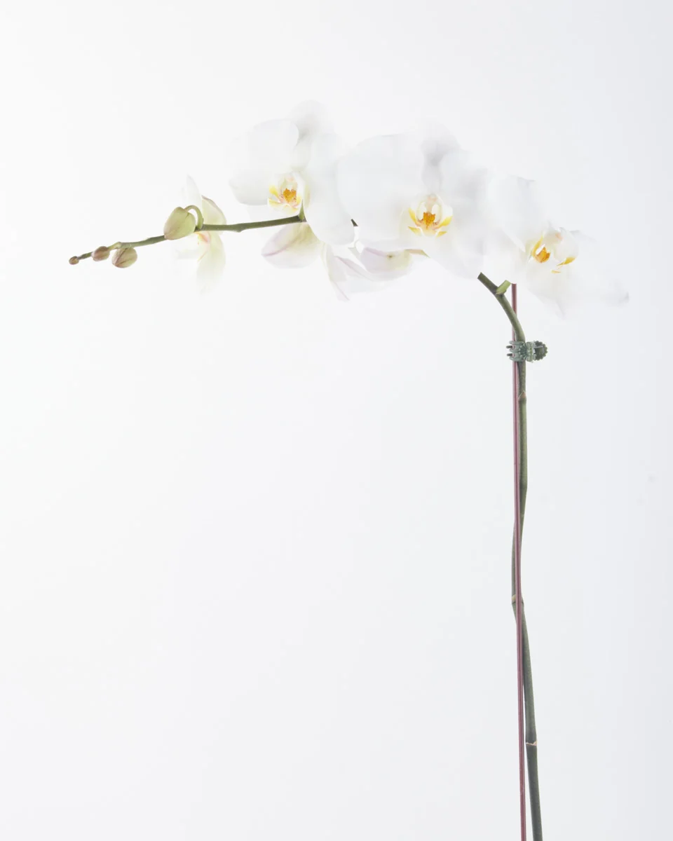 Phalaenopsis Sensation white JUNE 19 2023 Phalaenopsis Sensation white JUNE 19 2023