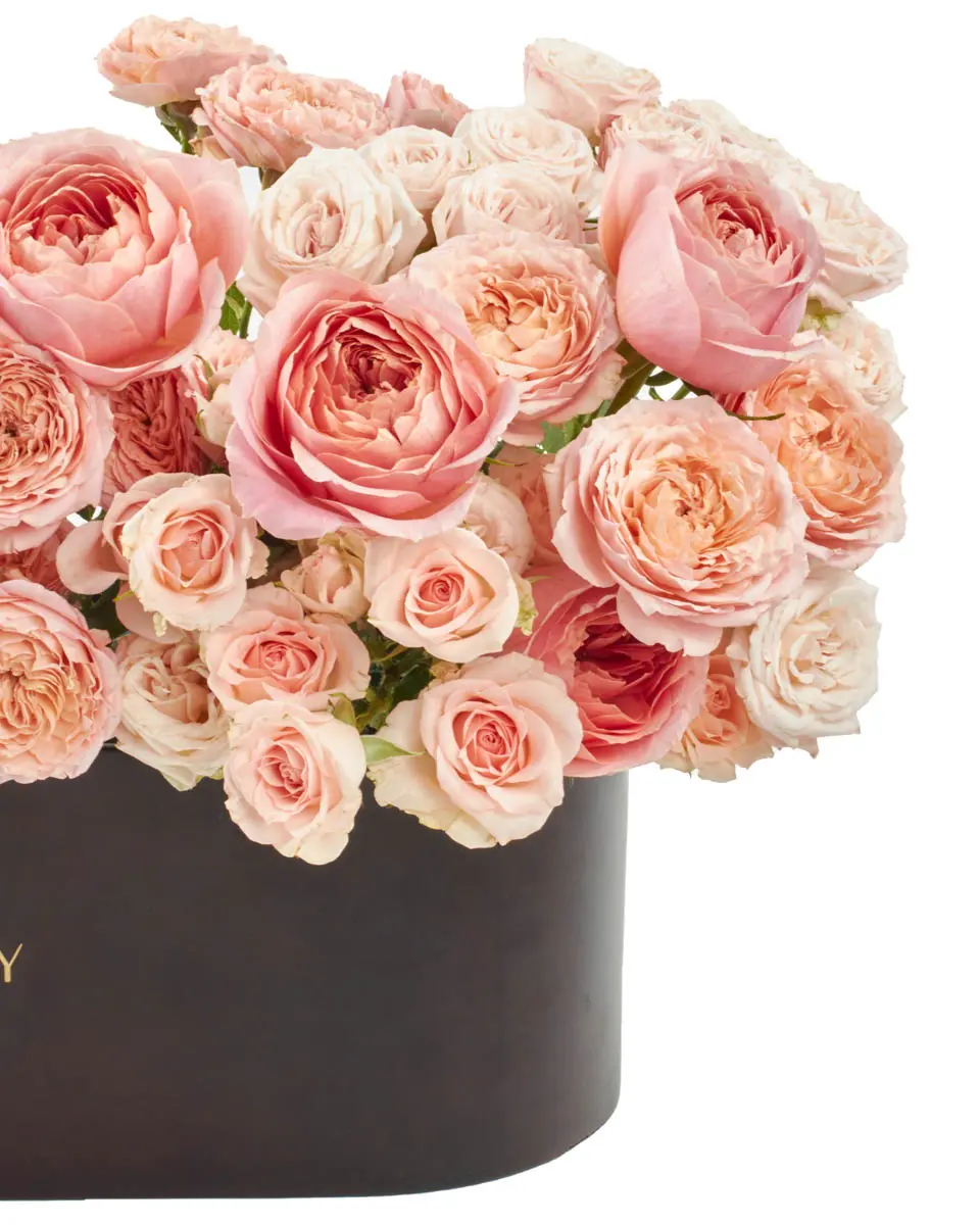 Promise of JoyEID 6IMG 2276 Promise of JoyEID 6IMG 2276