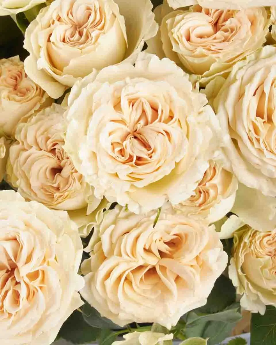 Roselle impressive 29 August 2025 1 Roselle impressive 29 August 2025 1