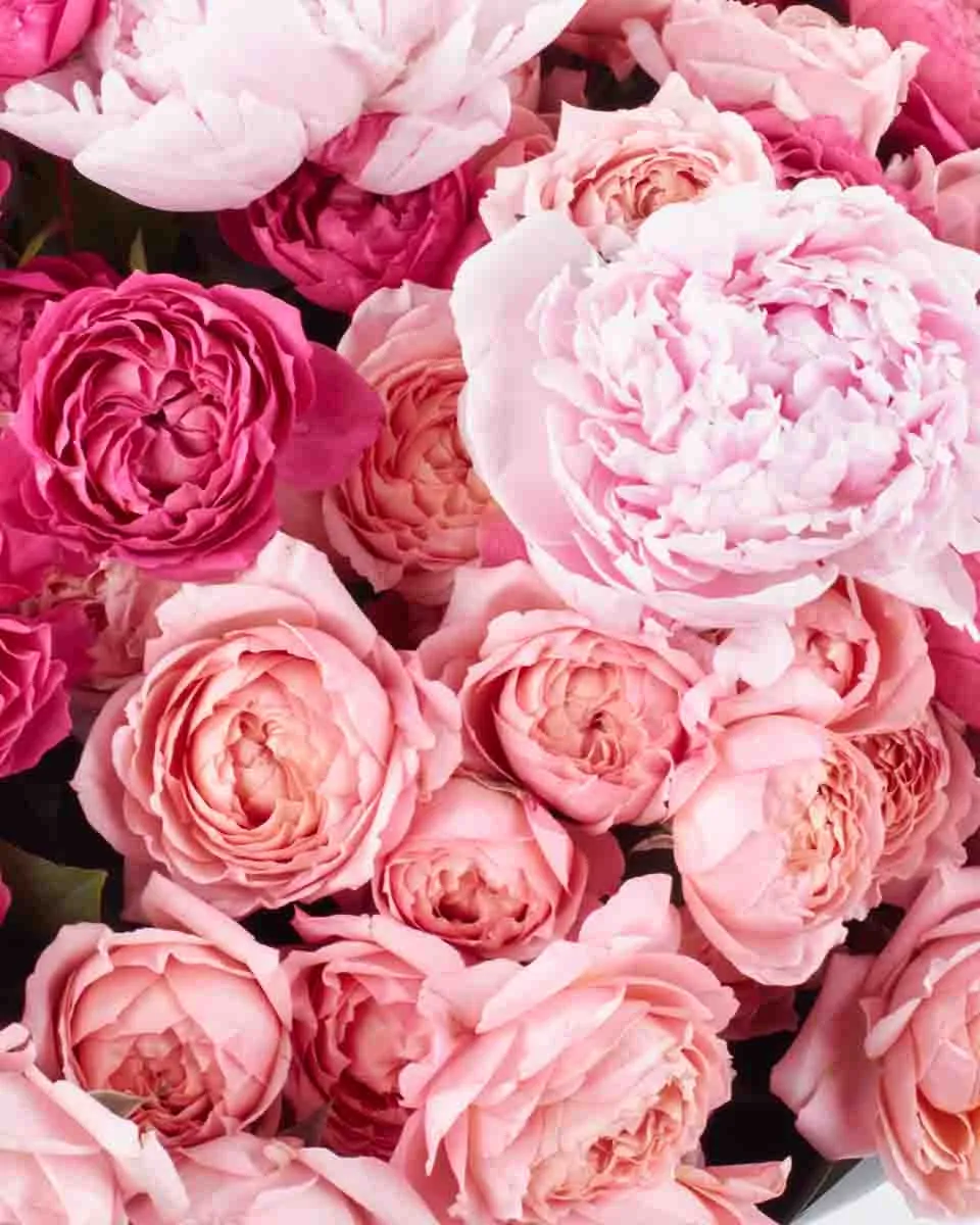 TRIPLE BEAUTY GRAND JUNE 7 2024 2 TRIPLE BEAUTY GRAND JUNE 7 2024 2