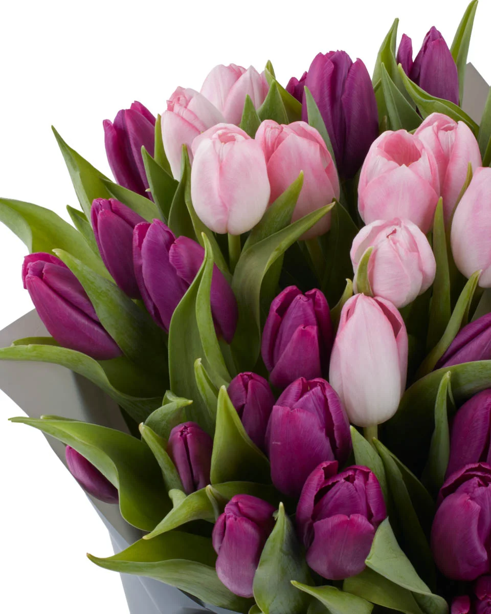 TULIP MAGIC DetailsIMG 1336 TULIP MAGIC DetailsIMG 1336