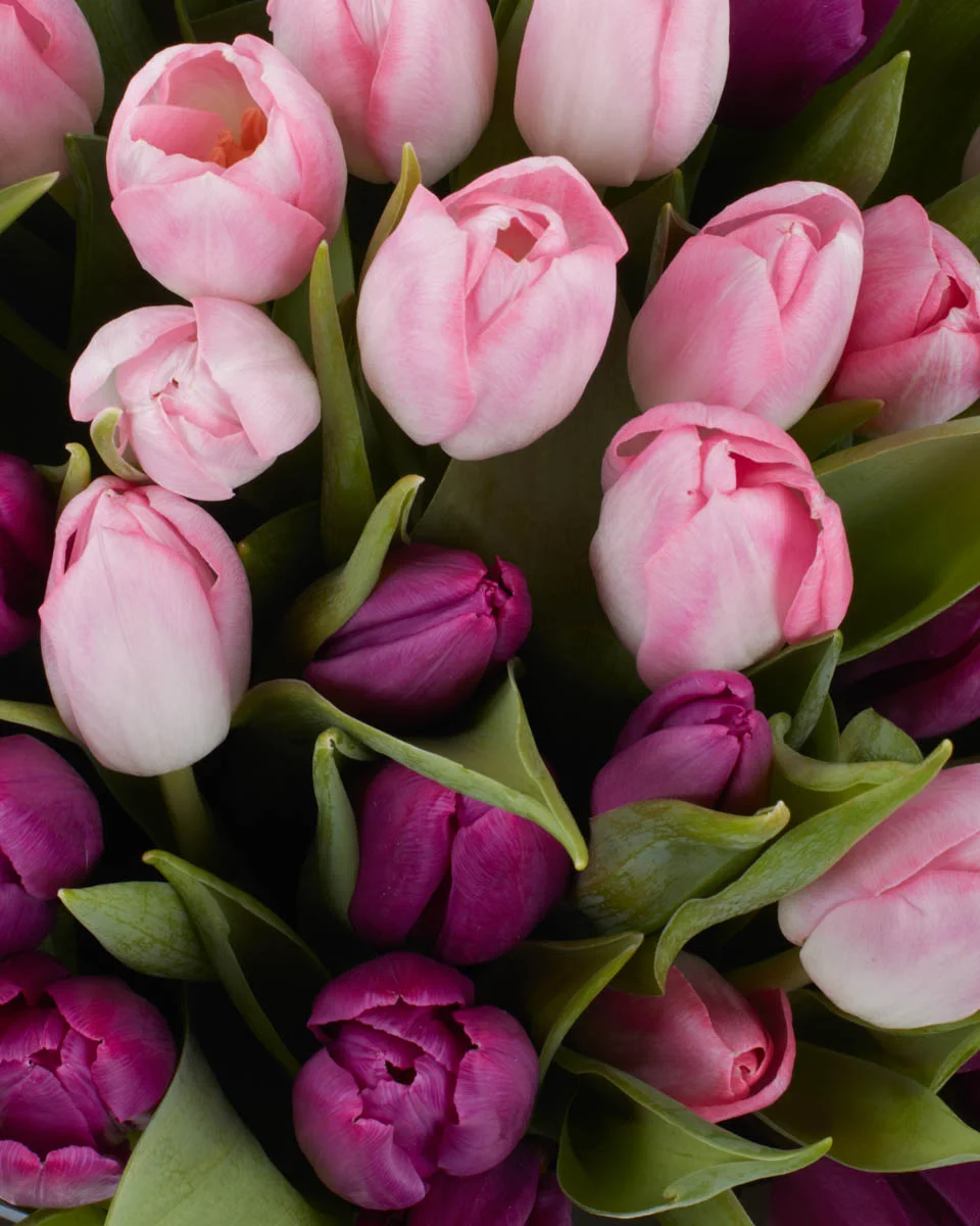 TULIP MAGIC DetailsIMG 1337 TULIP MAGIC DetailsIMG 1337