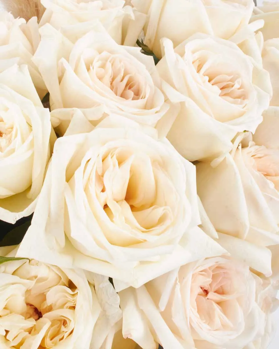 White O hara superb JUNE 21 2023 1 White O hara superb JUNE 21 2023 1