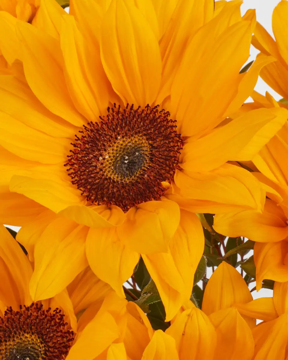 YOU RE MY SUNSHINE 3 JUNE 1 2023 YOU RE MY SUNSHINE 3 JUNE 1 2023