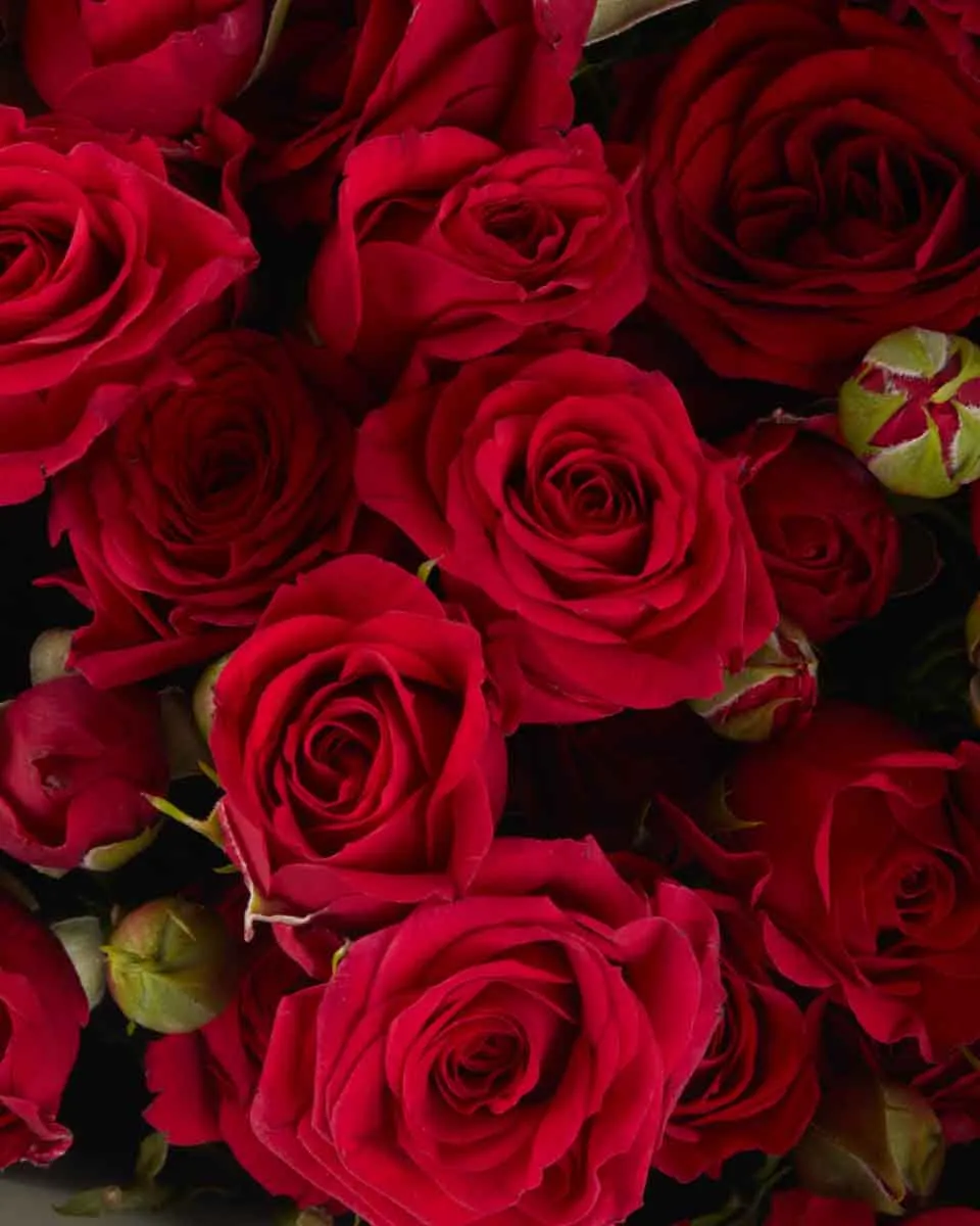 ruby red impressive JUNE 14 2023 1 ruby red impressive JUNE 14 2023 1