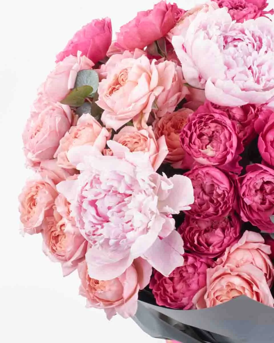 triple beauty detailed 1 triple beauty detailed 1