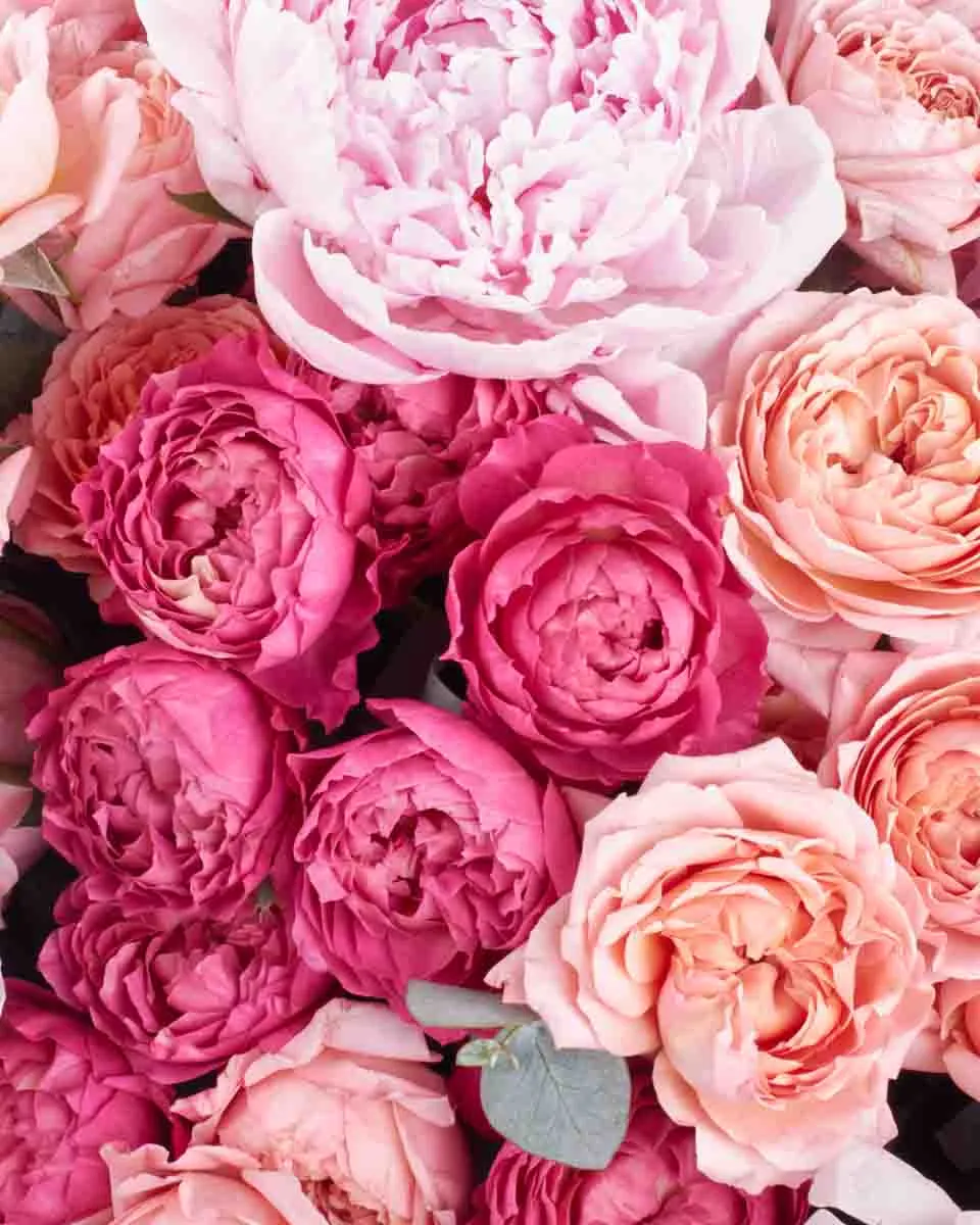 triple beauty detailed 2 triple beauty detailed 2