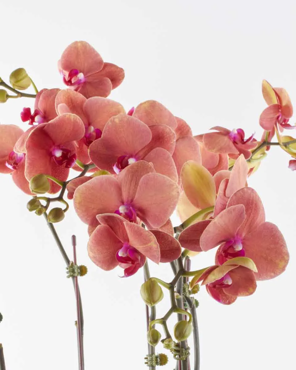 chasing sunset detrailed 2 chasing sunset detrailed 2