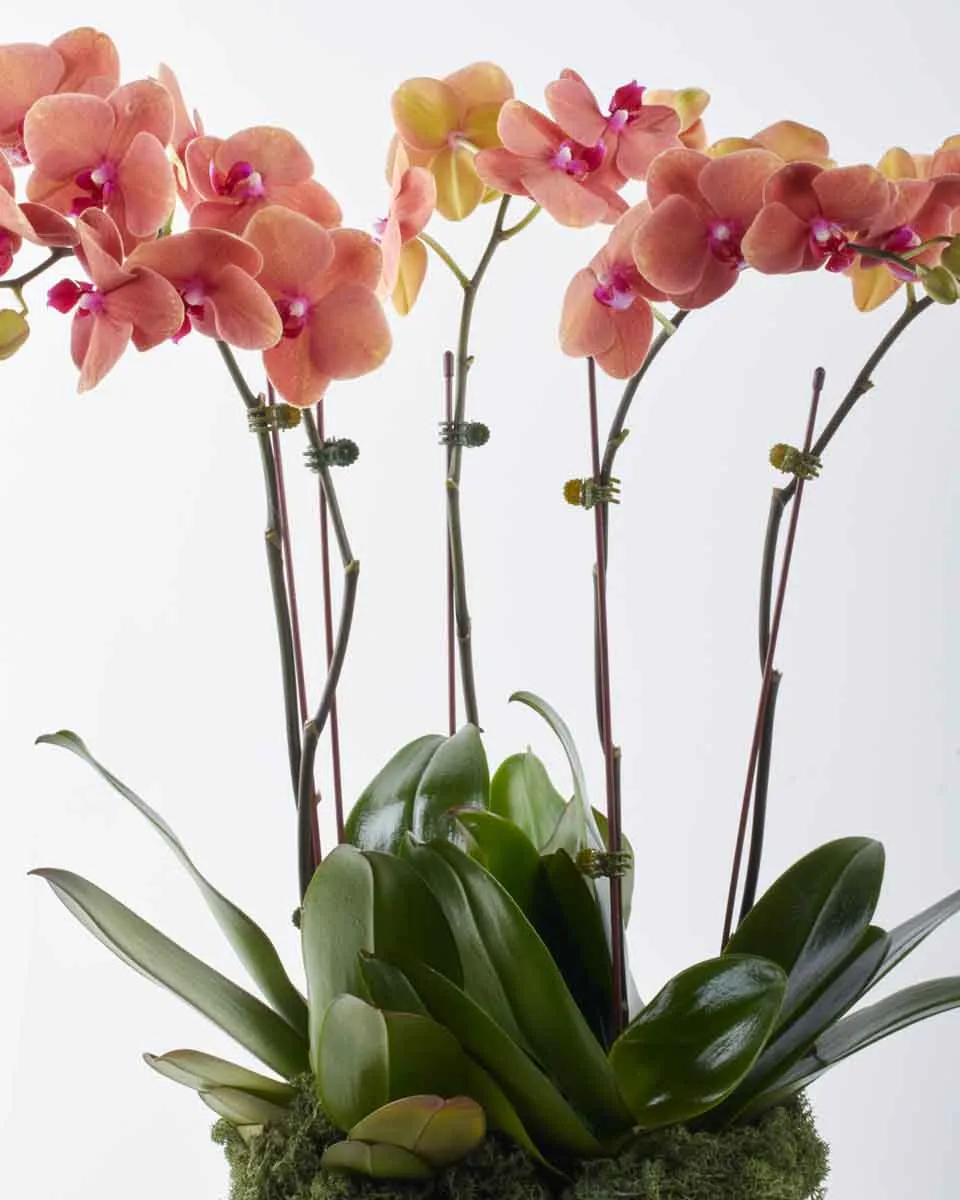 chasing sunset detrailed 3 chasing sunset detrailed 3