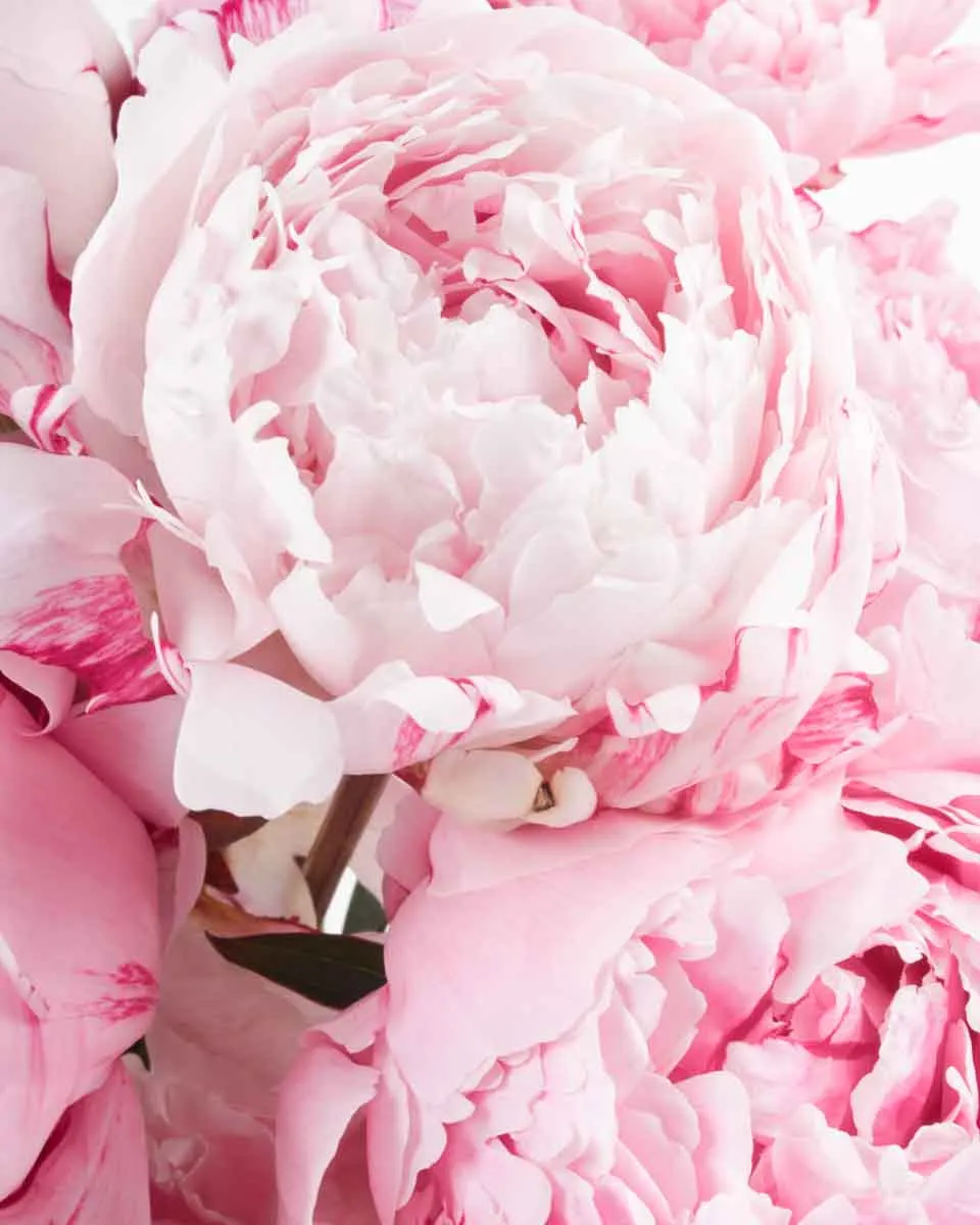 perfect for you 2 perfect for you 2