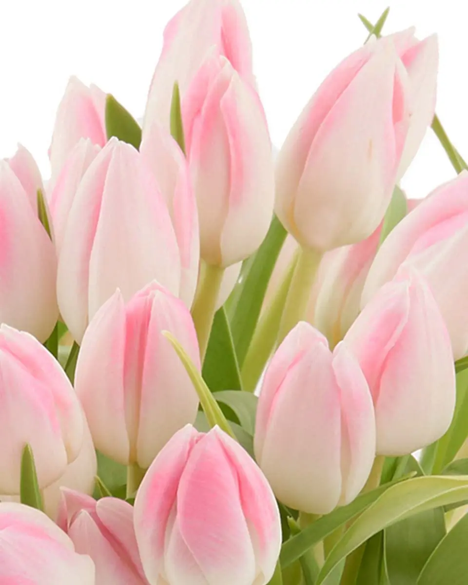 Charming Pink Tulips 30 Dec 2024 1 Charming Pink Tulips 30 Dec 2024 1