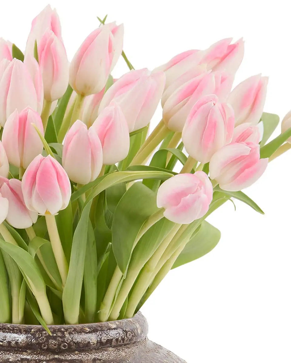 Charming Pink Tulips 30 Dec 2024 3 Charming Pink Tulips 30 Dec 2024 3