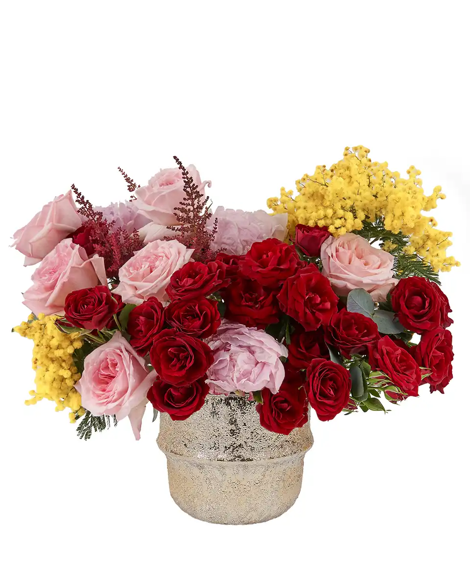 Touch Of Mimosa 16 Jan 2026 Edit Touch Of Mimosa 16 Jan 2026 Edit