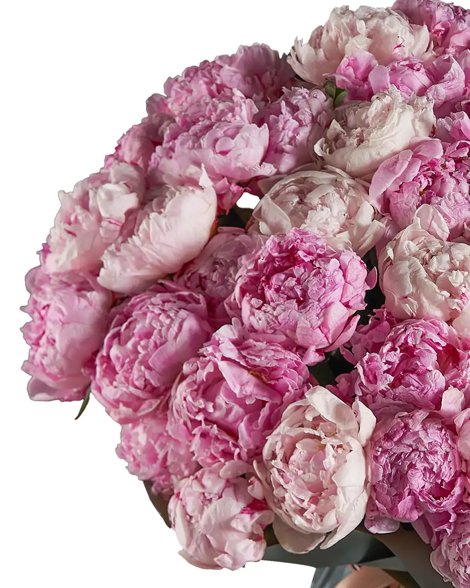 BLUSHING PINK SARAH one size 2 BLUSHING PINK SARAH one size 2