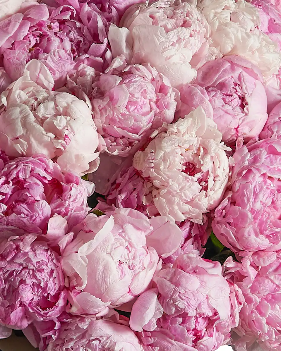 BLUSHING PINK SARAH one size 3 BLUSHING PINK SARAH one size 3