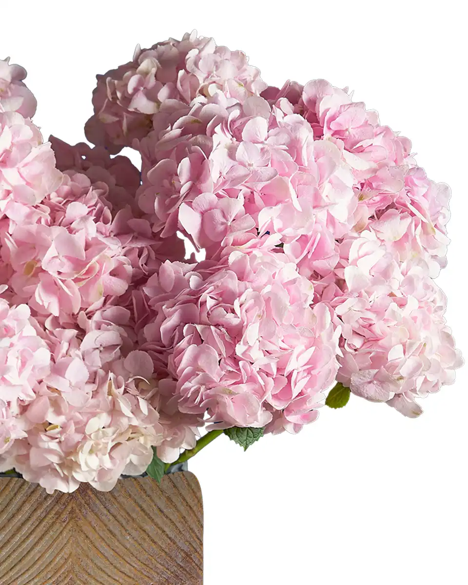 Blooming Verena Left Blooming Verena Left