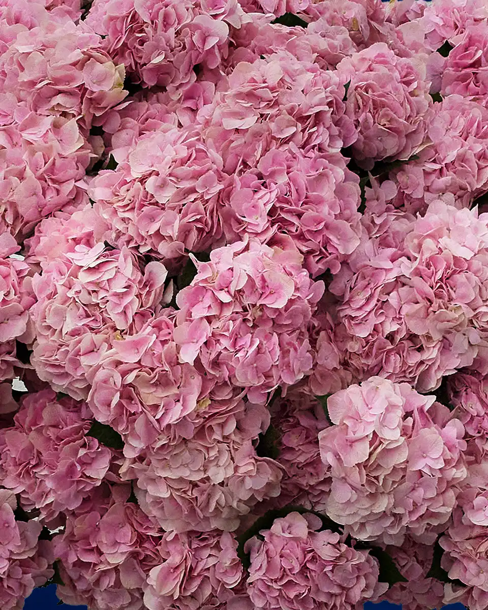 Hydrangea Majesty Close Hydrangea Majesty Close