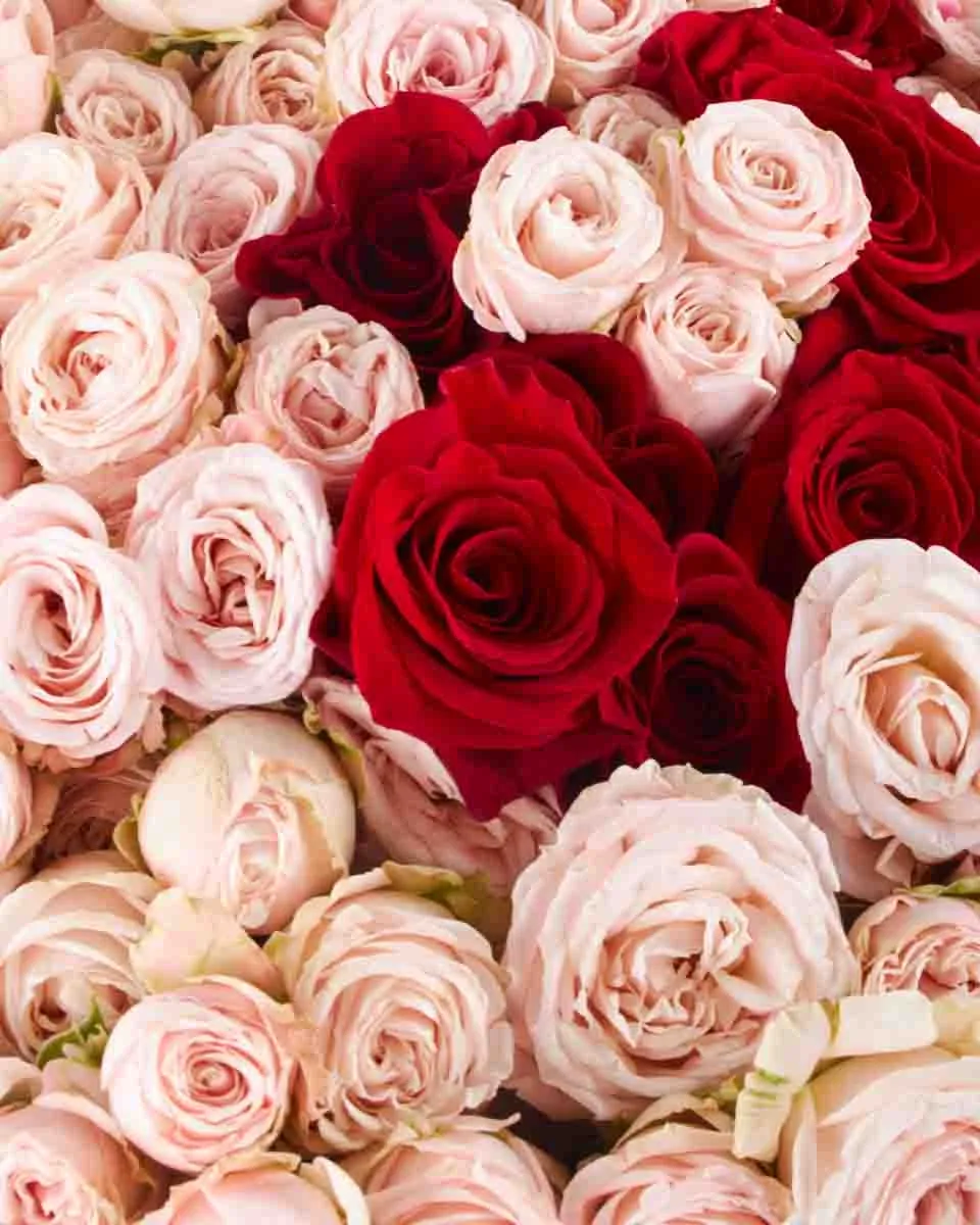 Mega Bombastic Red 29 OCt 2025 1 Mega Bombastic Red 29 OCt 2025 1