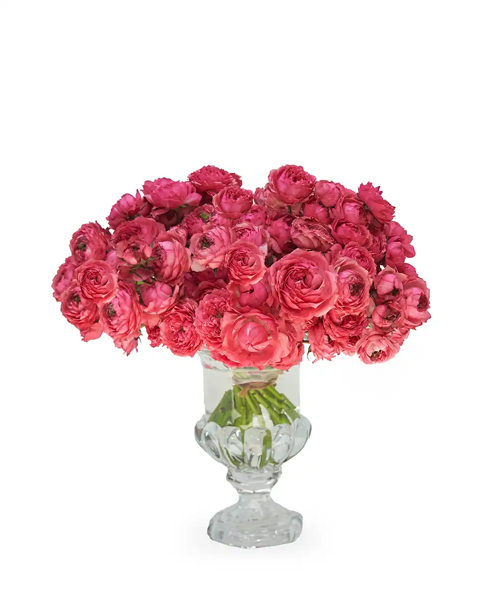 Raspberry Crush 15 Jan 2026 Raspberry Crush 15 Jan 2026