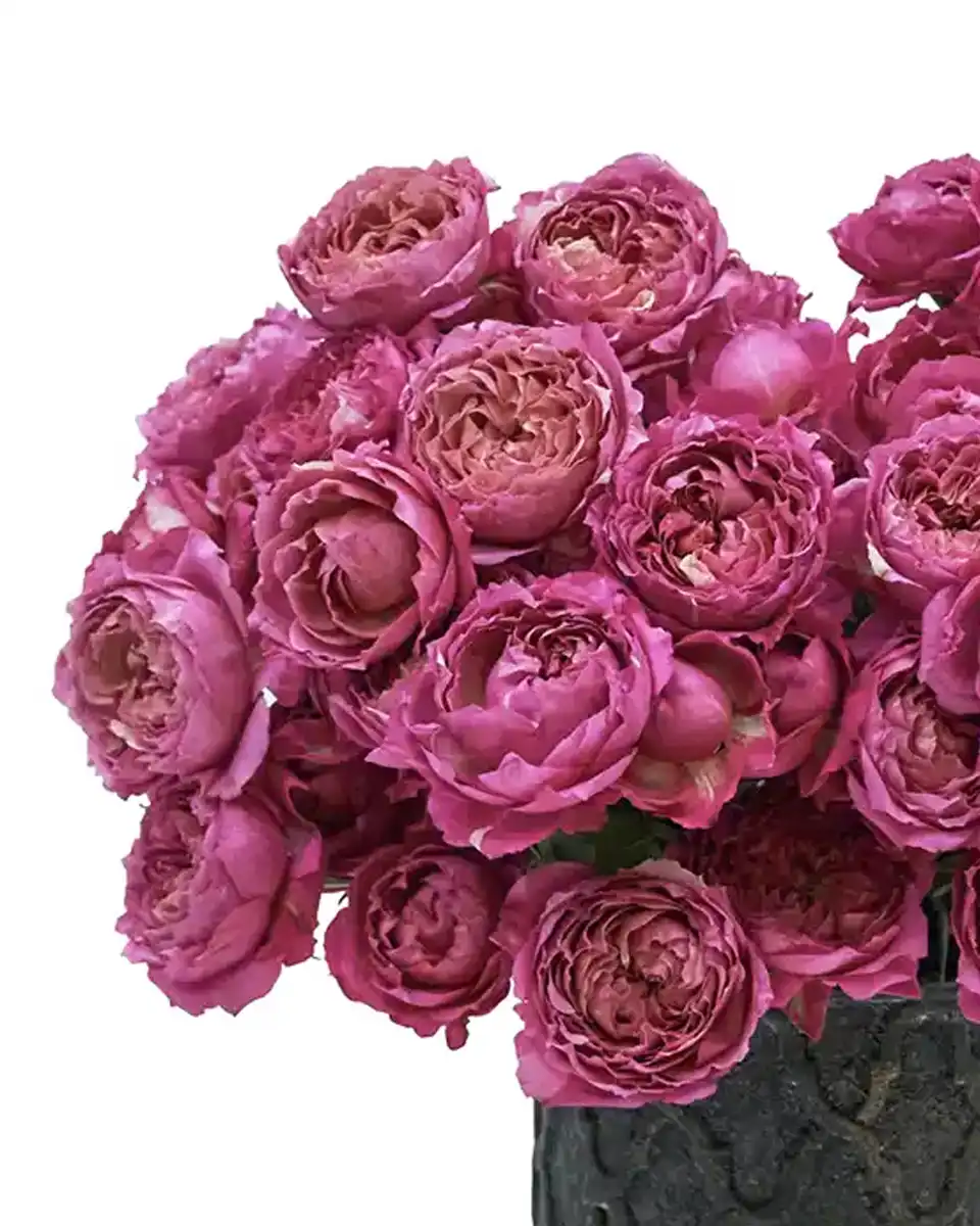 Hello Cerise Details Hello Cerise Details