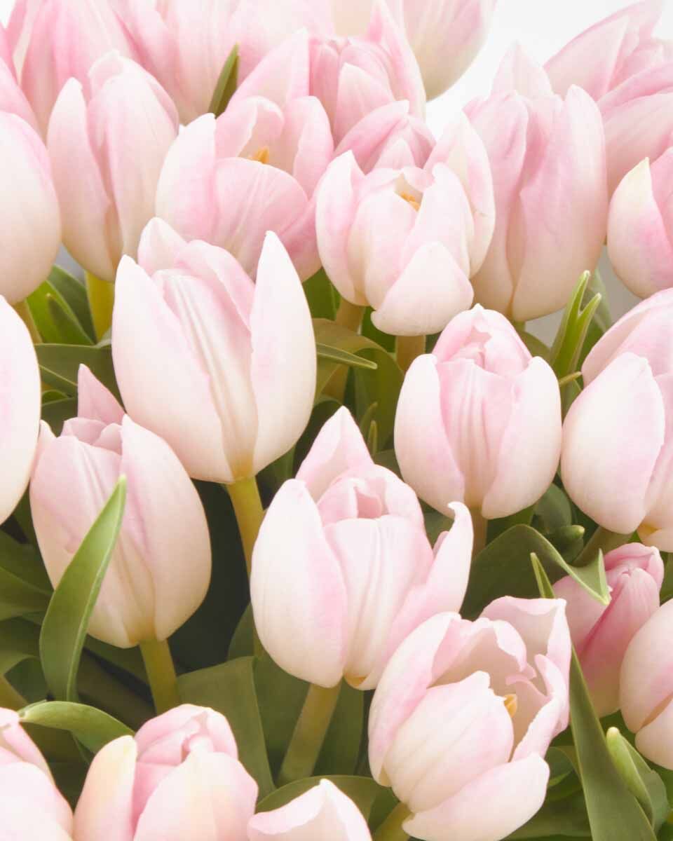 Romantic Pink one size JUNE 23 2023 2 Romantic Pink one size JUNE 23 2023 2