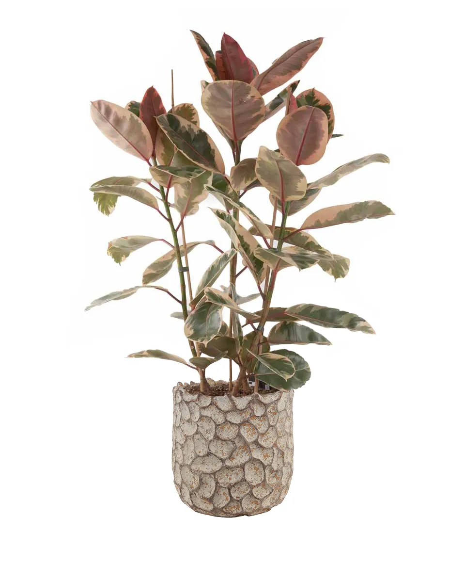 Plant Goody Plant Goody