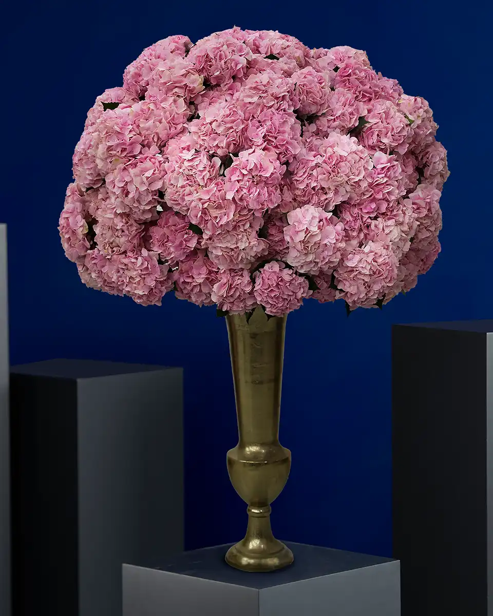 Hydrangea Majesty Hydrangea Majesty