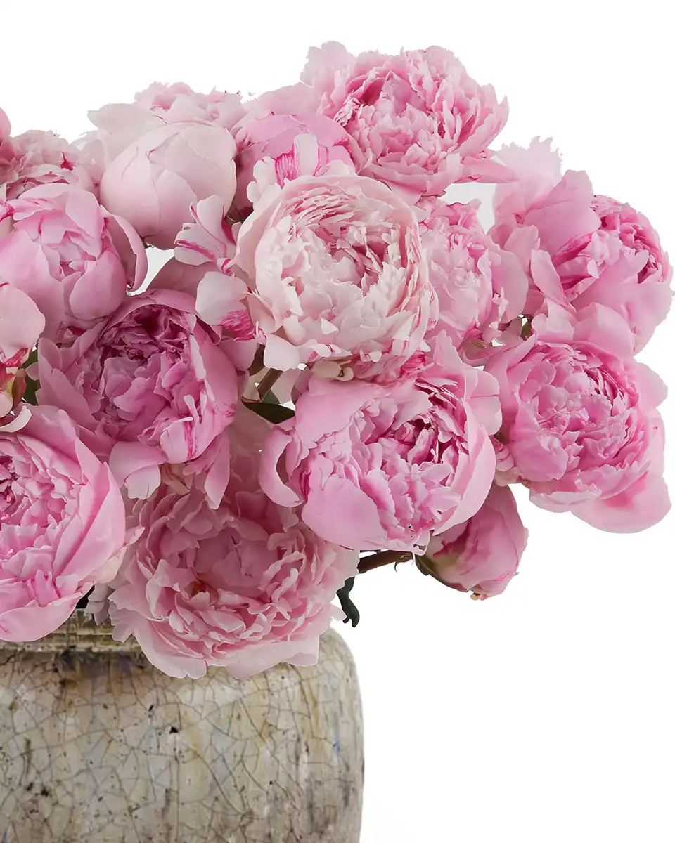 The Peony Effect Details 2 The Peony Effect Details 2