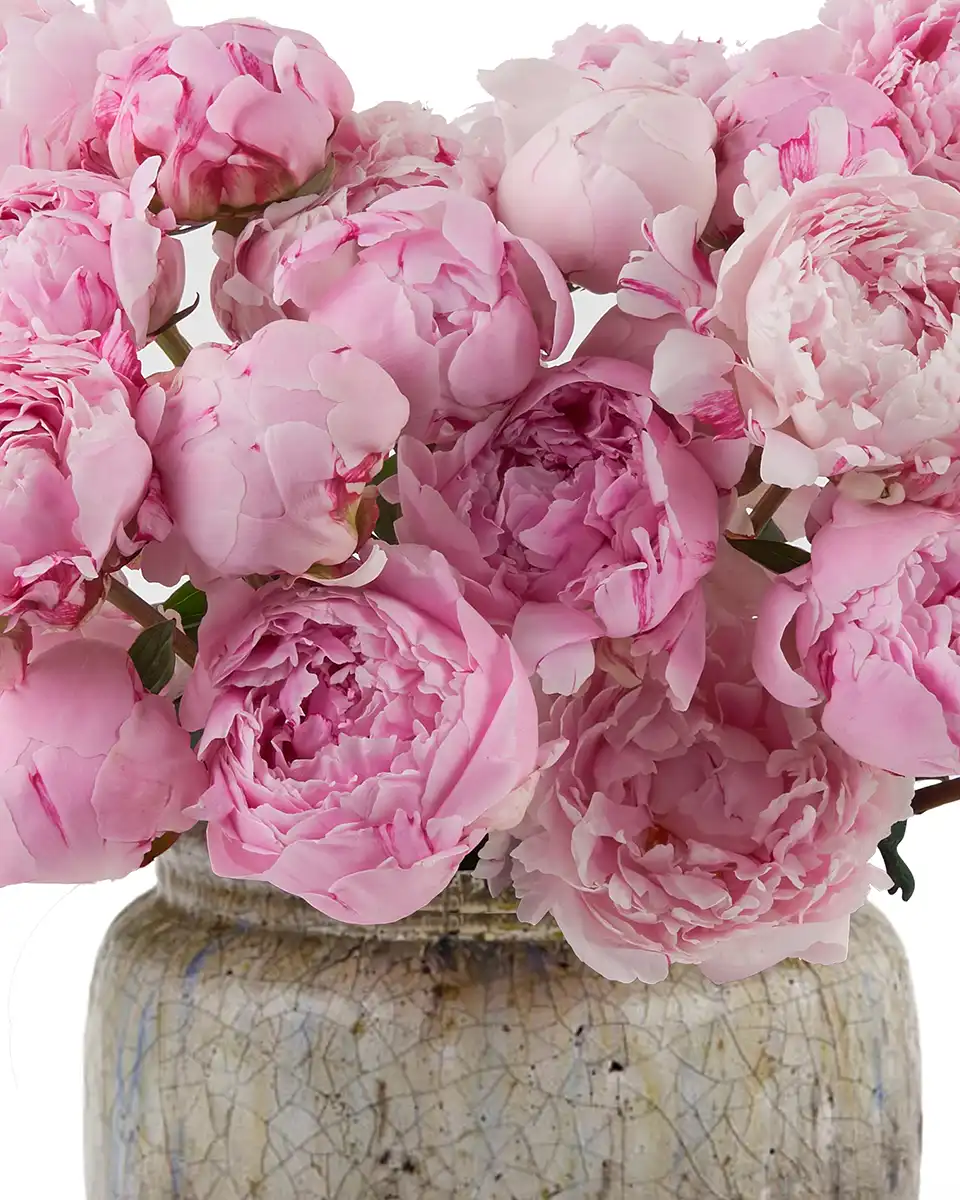 The Peony Effect Details The Peony Effect Details