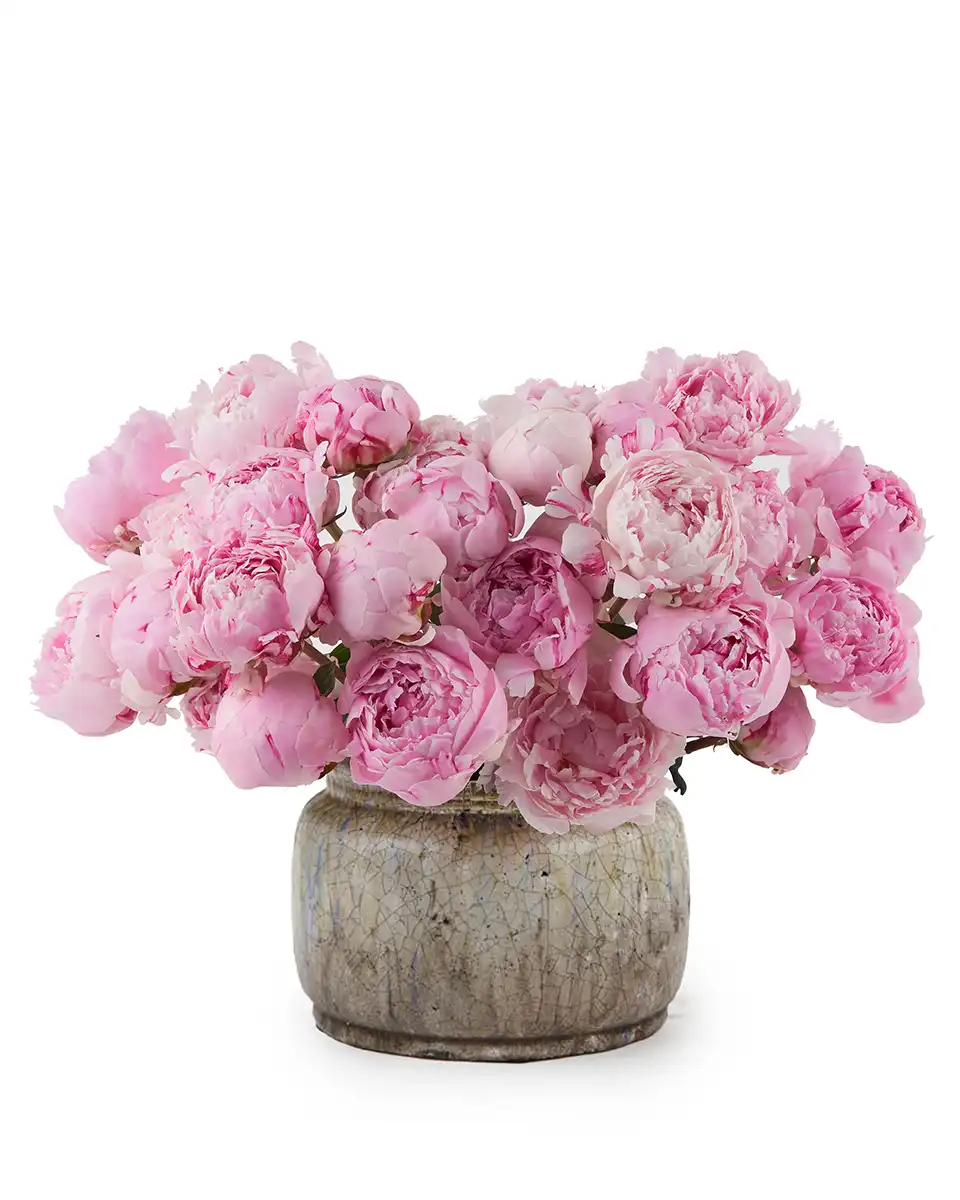 The Peony Effect The Peony Effect