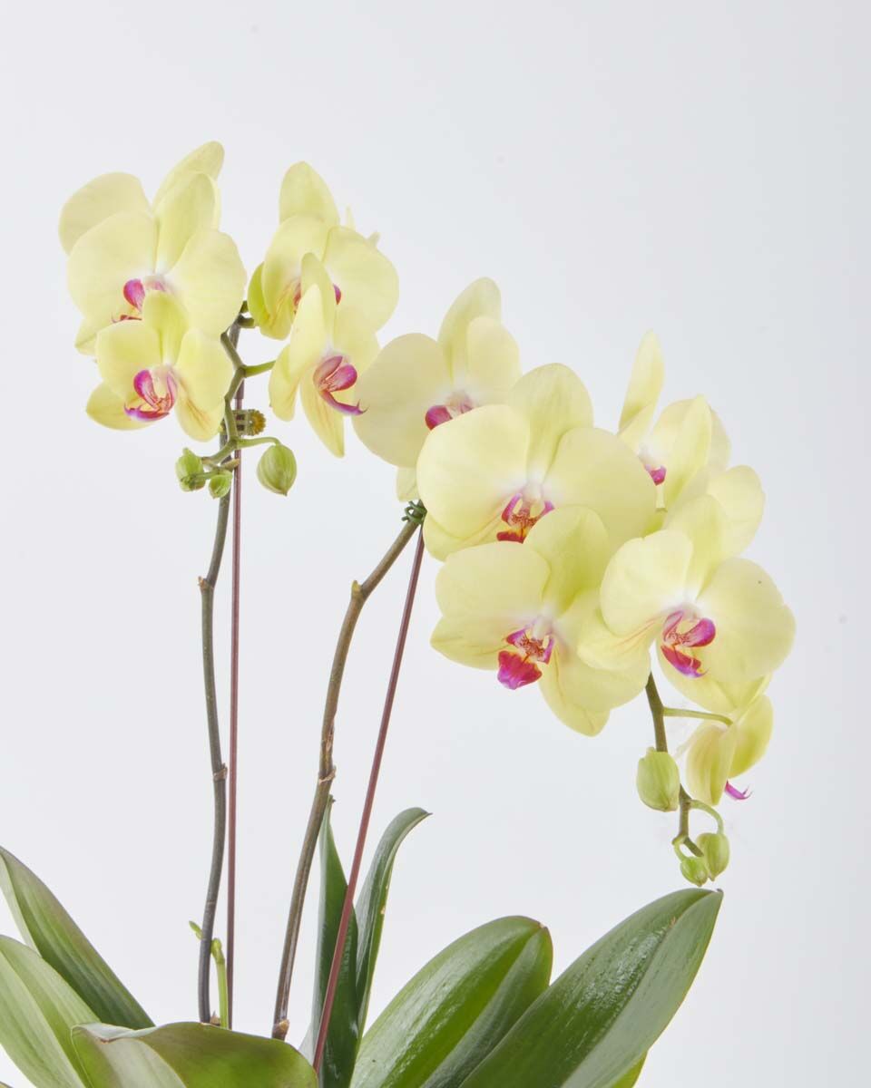 Big Yellow JUNE 15 2023 1 1 Big Yellow JUNE 15 2023 1 1