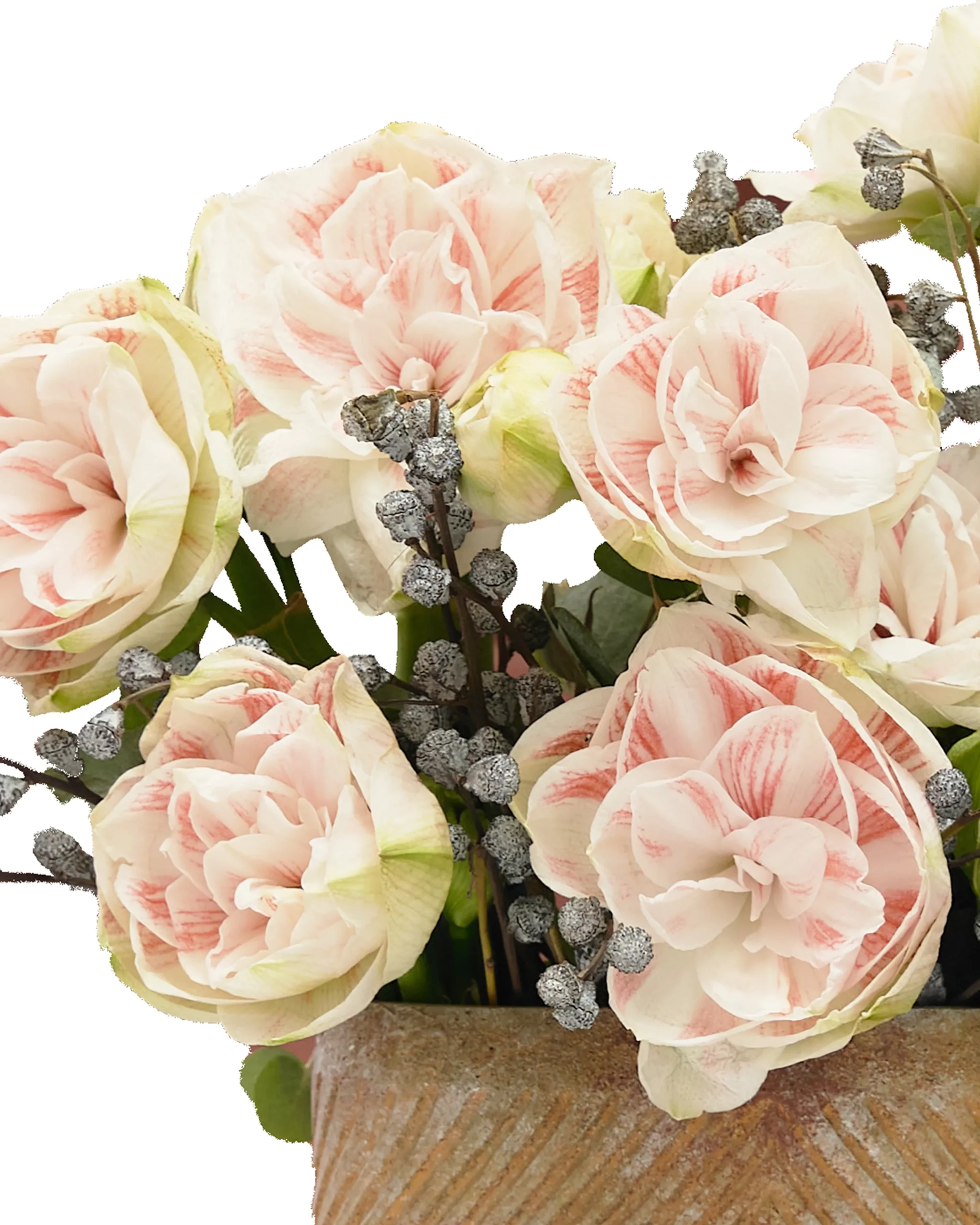 NYMPH AMARYLLIS 2 scaled 1 NYMPH AMARYLLIS 2 scaled 1