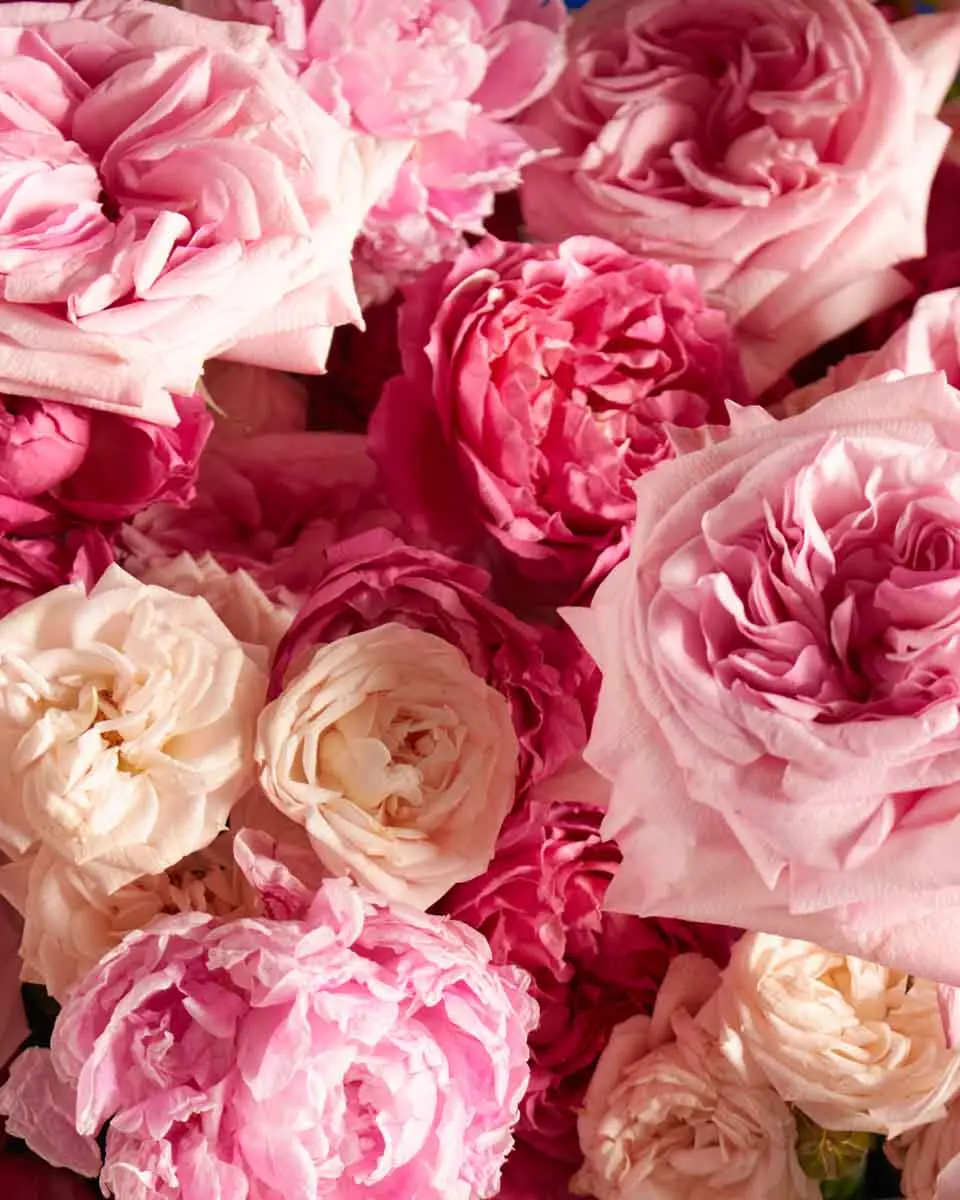BLOOMING MAJESTY 2