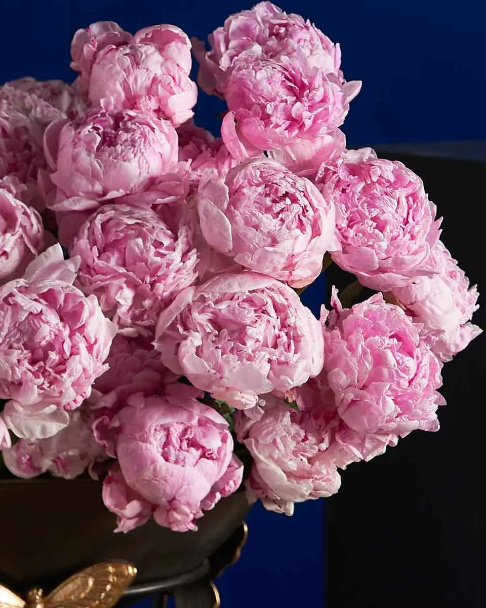 FOR SHAIKHA Details2