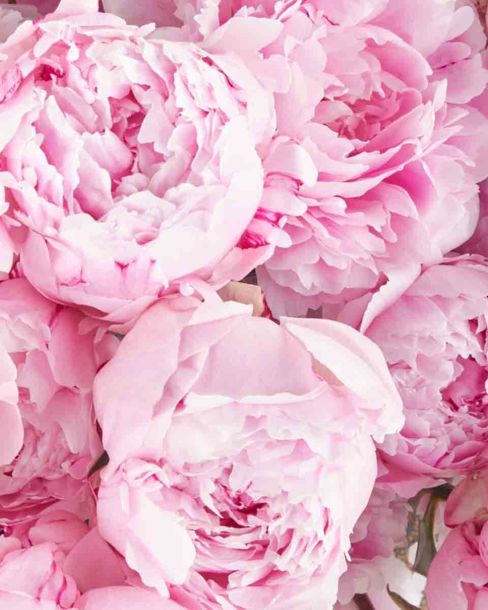 PEONY PERFECTION PEONIES NEW ITEM 24 JUNE 23 2023 3
