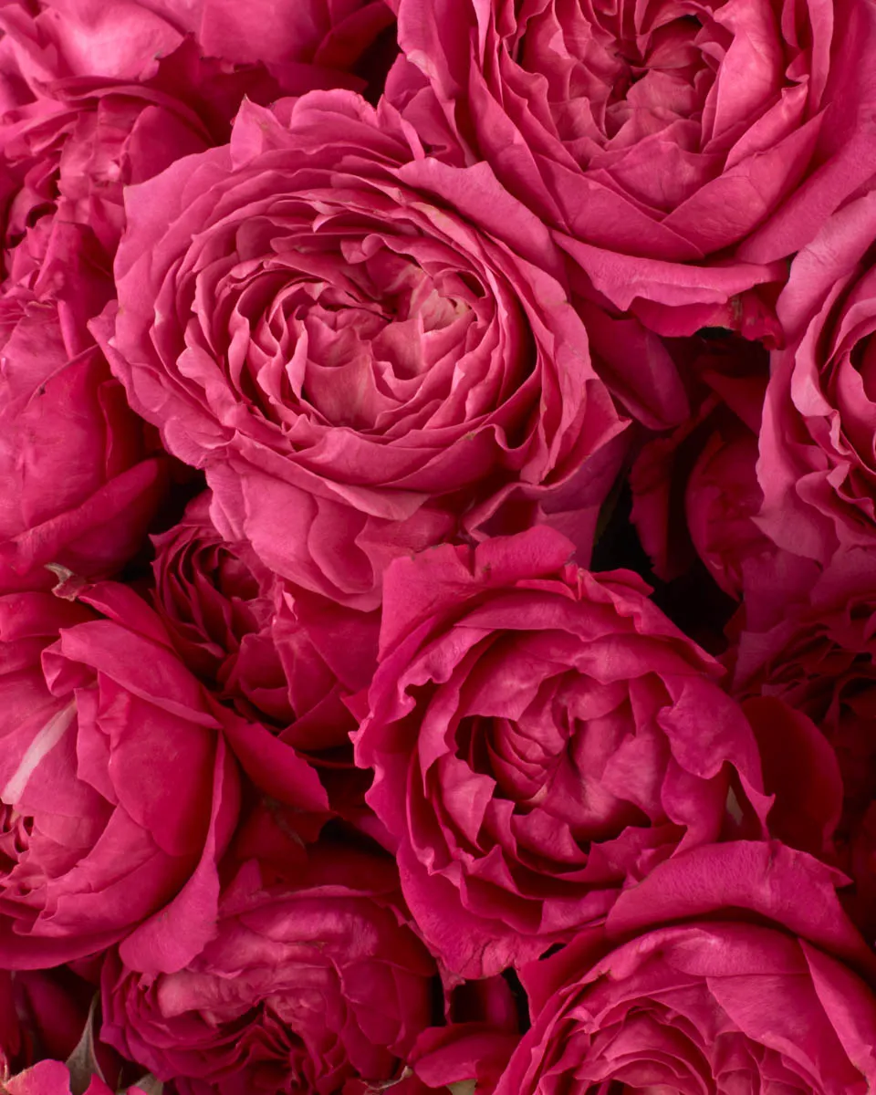 CERISE AFECTION JUNE 2 2023 4 CERISE AFECTION JUNE 2 2023 4