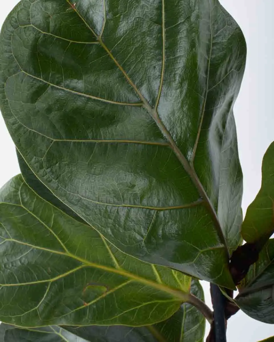 Fiddle Leaf JUNE 8 2023 4 Fiddle Leaf JUNE 8 2023 4