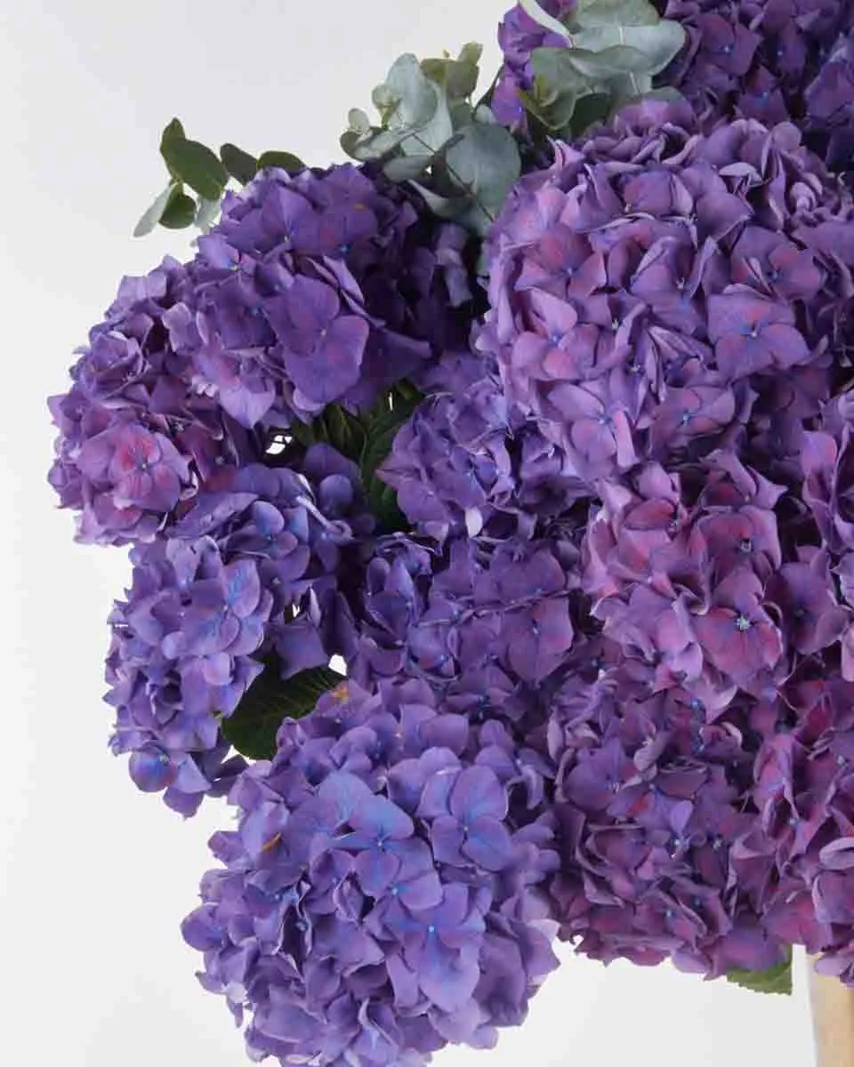 purple tease purple tease