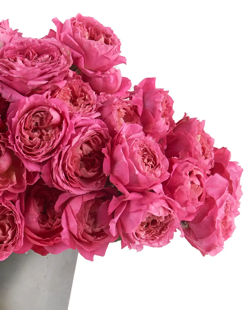 Crazy for Cerise Oct 2025 Details2 Crazy for Cerise Oct 2025 Details2